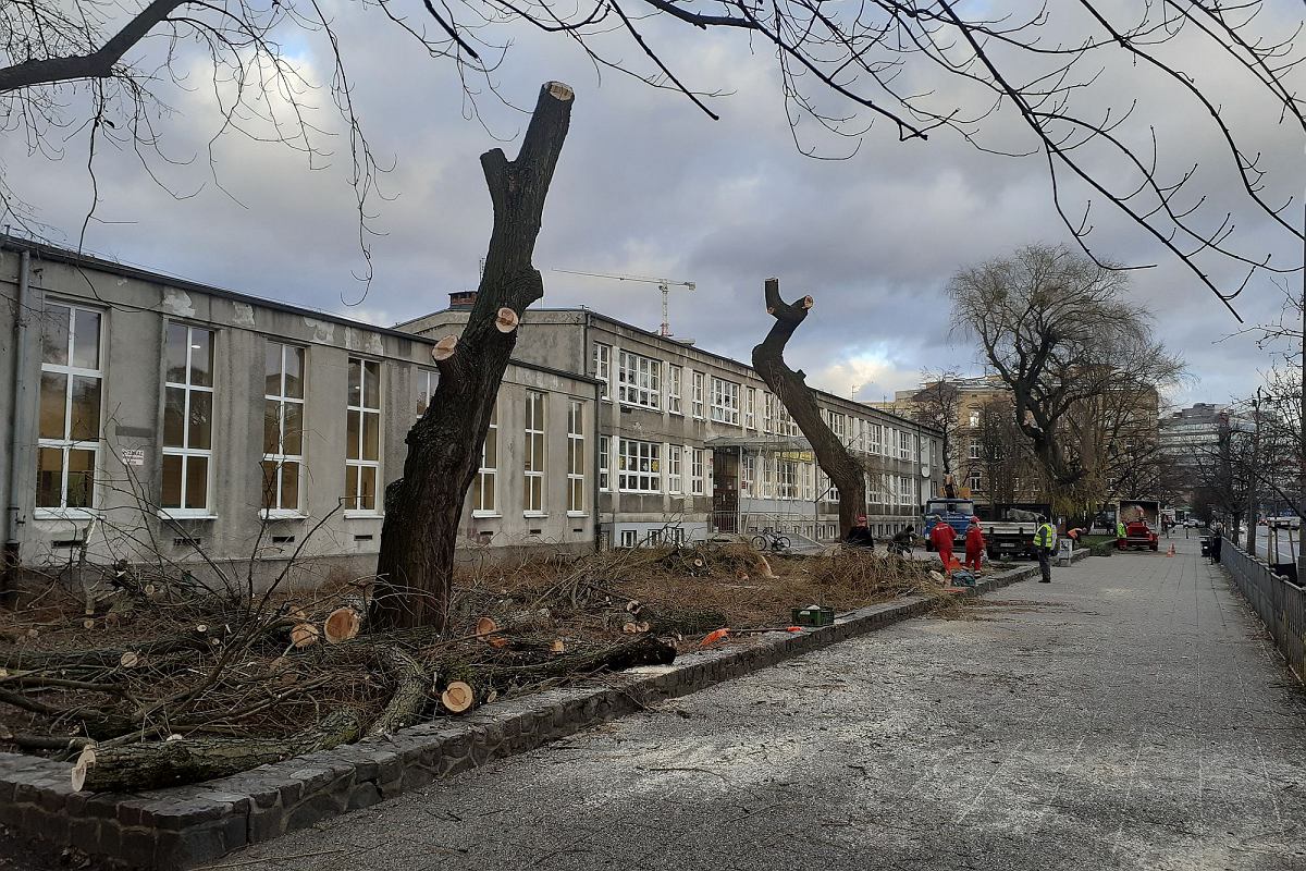 Wycinka dębu przy domu — Nowy Sącz