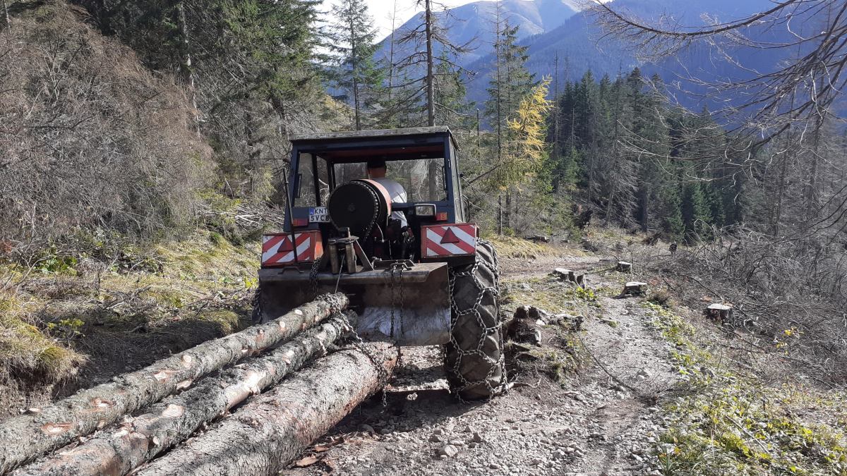 Wycinka drzew Zakopane Podhale